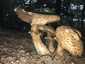 Csoportos csiperke (Agaricus bohusii), Budai-hegység. Gallérja gyenge, vékony, kétrétegű